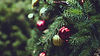 christmas_tree