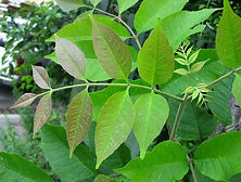 white ash leave.jpg