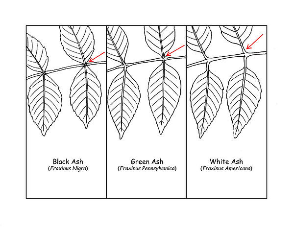 Ash ID copy (1).jpg