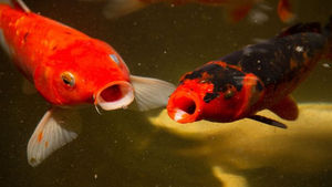 Water and Thermoregulation in Organisms: The Power of High Specific Heat Capacity!