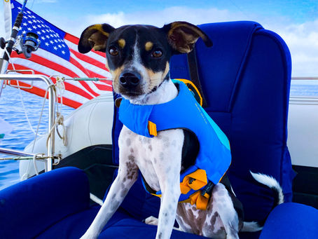 What It's Like to Sail With Our Dog