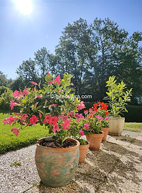 Magnifiques pots de fleurs 💐 des Montagnes du Jura à Foncine-le-Haut chez Gitedujura.com