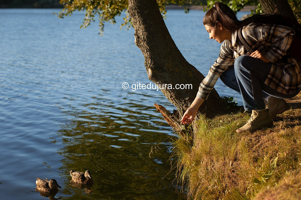 Discover the ducks in the "La Saine" river in the Jura Mountains at Foncine-le-Haut. Nature stay, holiday cottages, seasonal rentals in the Jura.