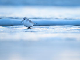 Limikolen, Sanderling, Blau, Meer, Nordsee, Strand, Isolation, Einsamkeit