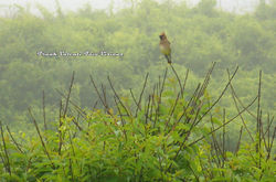 Cedar Waxwing
