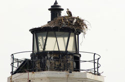 Osprey on Lighthouse