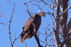 Bald eagle Lake Lonely 2