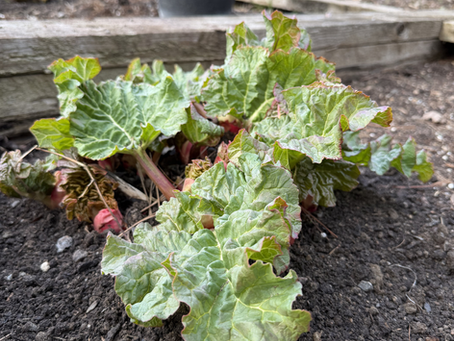Rhubarb