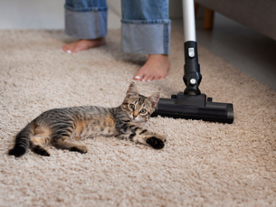 Pet Owners’ Guide to Carpet Cleaning in Bakersfield, CA