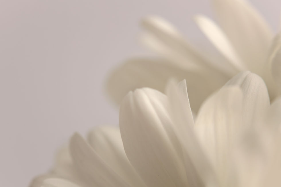 Smoke close-up selective soft focus cream white, beige Chamomile Flower petals Natural art