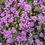 Thumbnail: Trailing Lantana - Purple