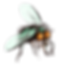 Gross Fly Illustration