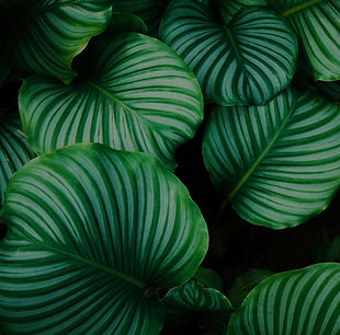 Green Leaves_edited_edited_edited.jpg