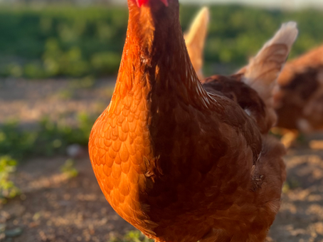 Gallinas alimentadas con balanceado y recursos naturales del exterior