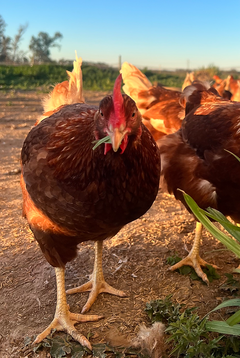 Gallinas ponedoras Lohmann Brown libres de jaula en Mercedes Buenos Aires
