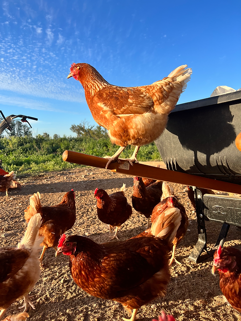 Gallina ponedora criada a campo y libre de jaula en Mercedes Buenos Aires