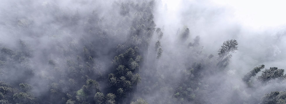 Wald-Vogelperspektive-Banner.jpg
