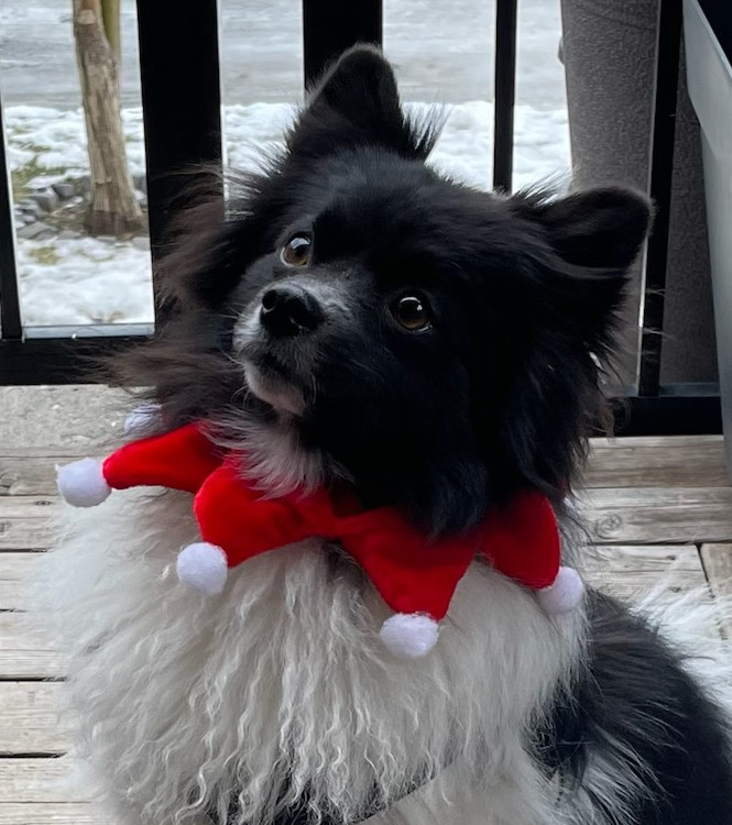 Whippet Dog Walking Co. Calgary Dog Walkers Calgary, AB, Canada