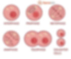 La mitosis