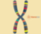 un cromosoma con bandas