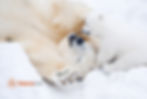 Oso polar y cría de oso polar