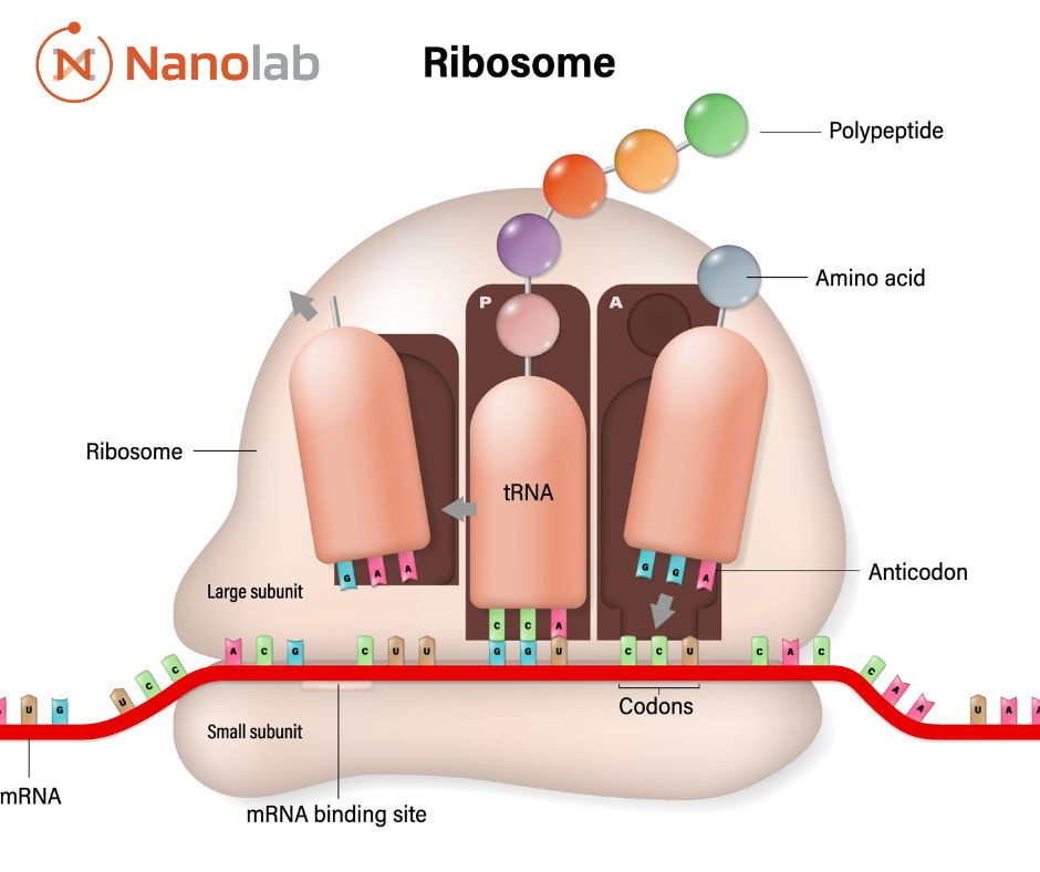 Ribosoma y RNA