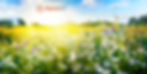 Campo con flores