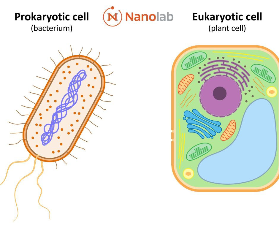 Células eucariontes vs procariontes