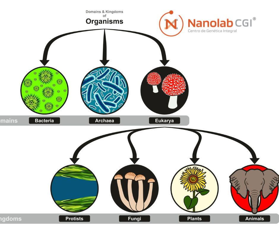 Biología: los tres dominios