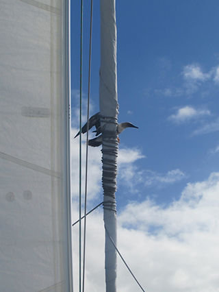 BoobyonSail