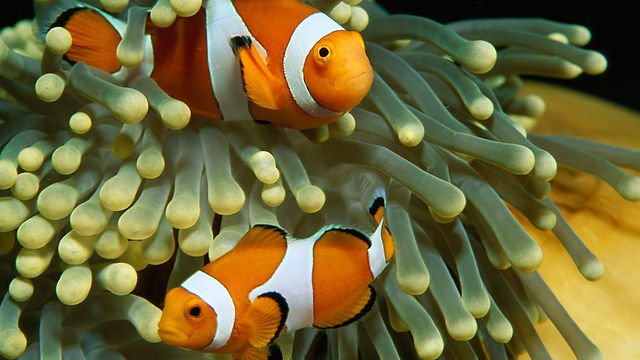 clown-anemonefish-tentacles.adapt.945.1.