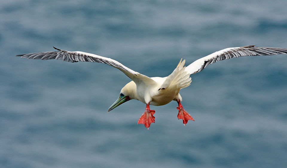 red-gooted-booby-1