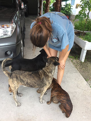 HaoDogs