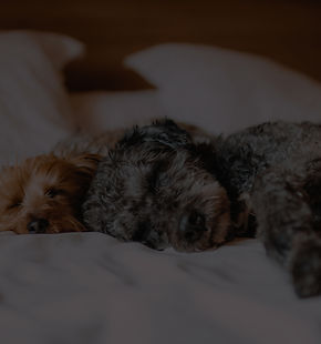 Sleeping Dogs_edited_edited.jpg