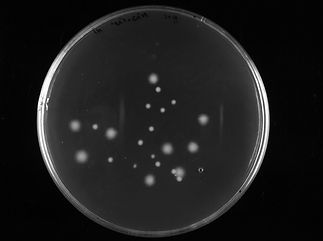log tailocin colonies.jpg