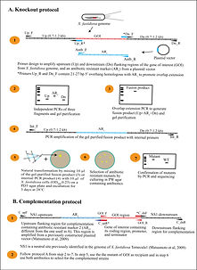 Fig. 1 protocol copy.jpg