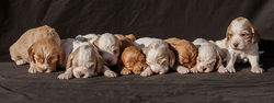 Dogs3