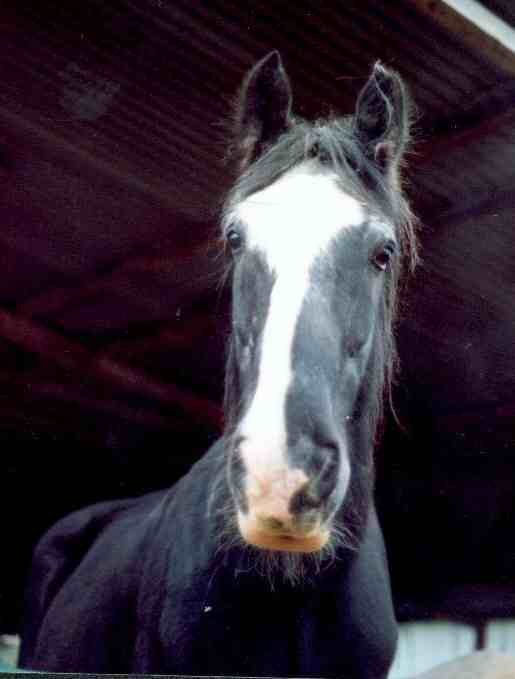 Goliath the the Guinness World Record Book Holder for the World's Tallest Shire Horse.
