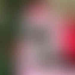 Dog meeting Santa Paws