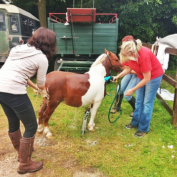 Bathing horses.