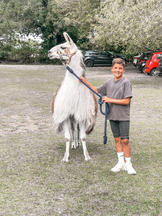 Days+Out+In+Skegness+Visiting+The+Northcote+Heavy+Horse+Centre+Llama+Walking.jpeg
