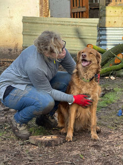 Zoe volunteer at the Northcote Heavy Horse Centre