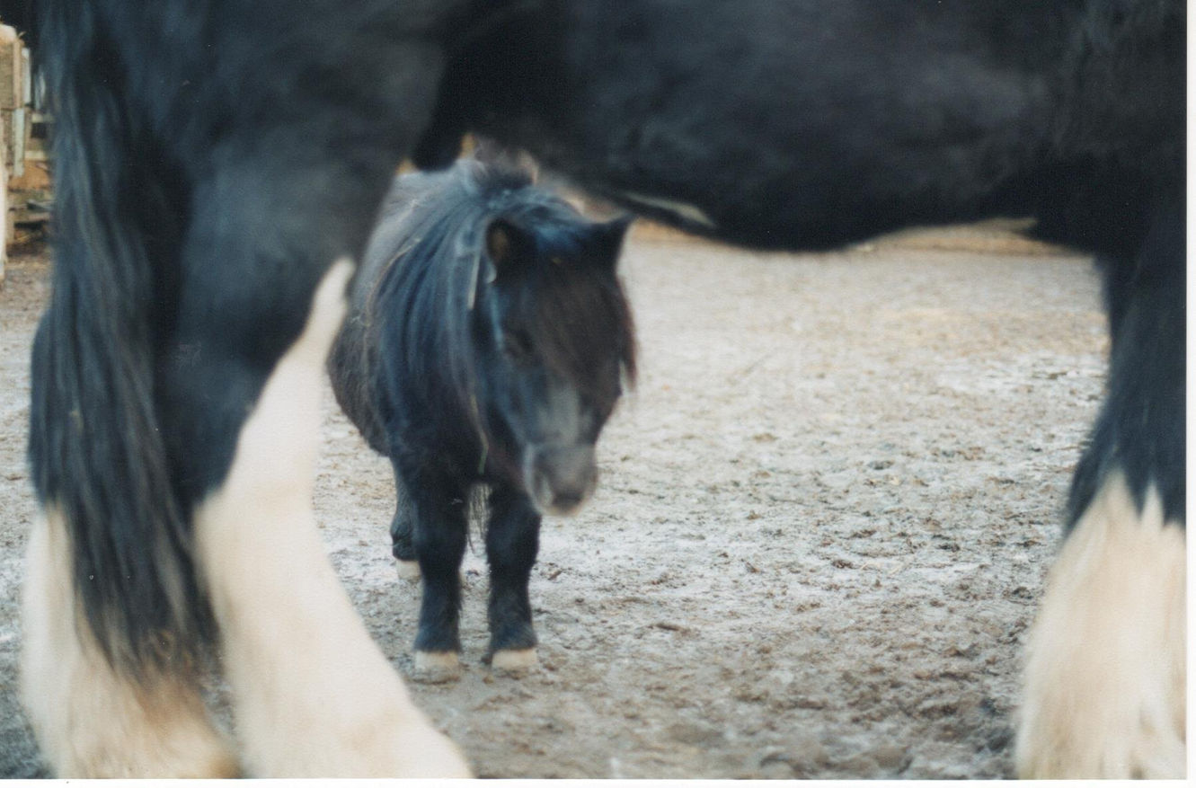 Goliath the the Guinness World Record Book Holder for the World's Tallest Shire Horse.