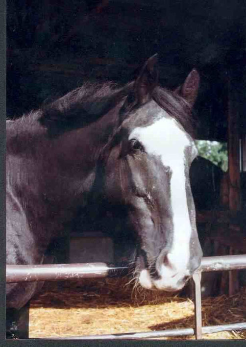 Goliath the the Guinness World Record Book Holder for the World's Tallest Shire Horse.