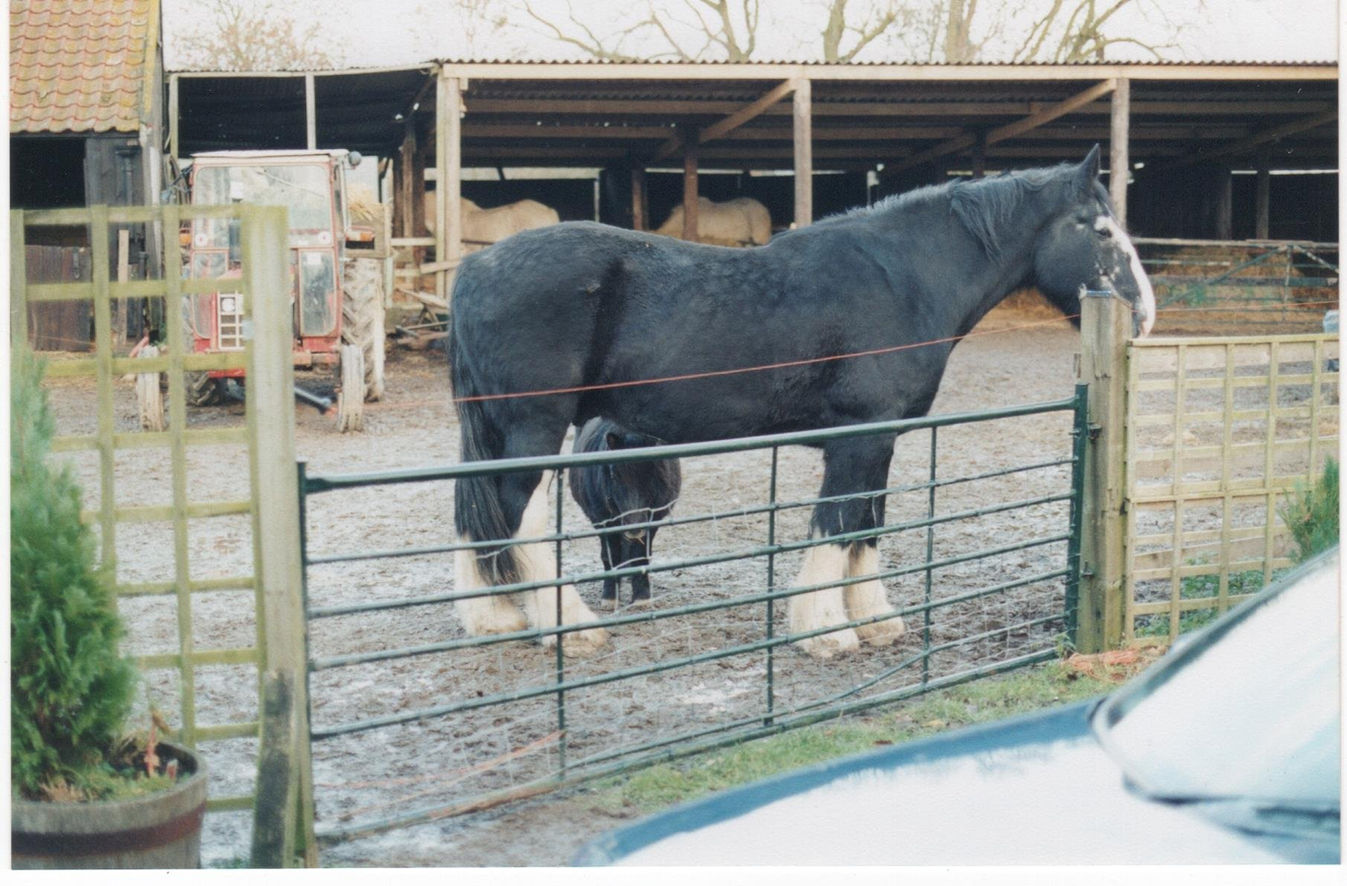Goliath the the Guinness World Record Book Holder for the World's Tallest Shire Horse.