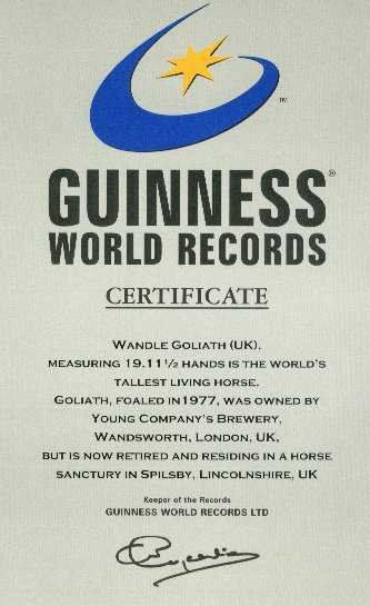 Goliath the the Guinness World Record Book Holder for the World's Tallest Shire Horse.