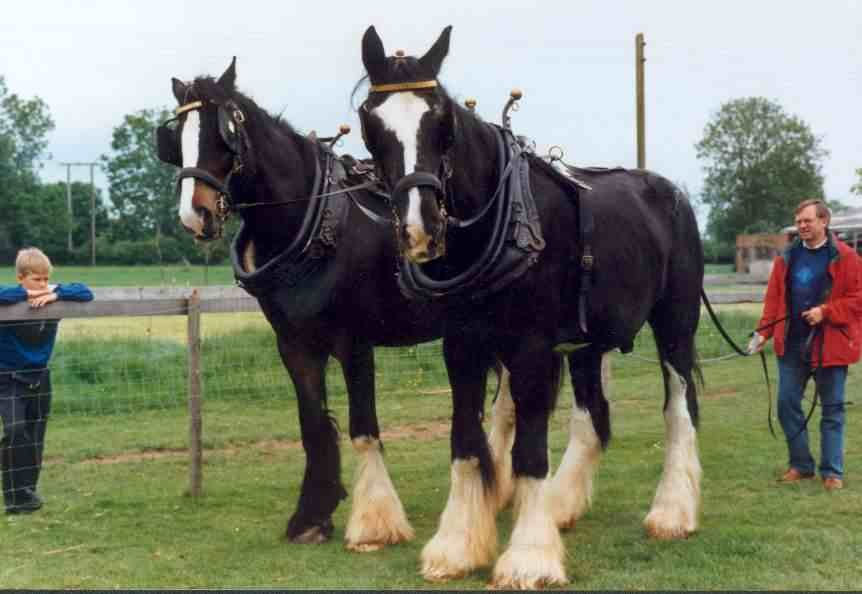 Goliath the the Guinness World Record Book Holder for the World's Tallest Shire Horse.