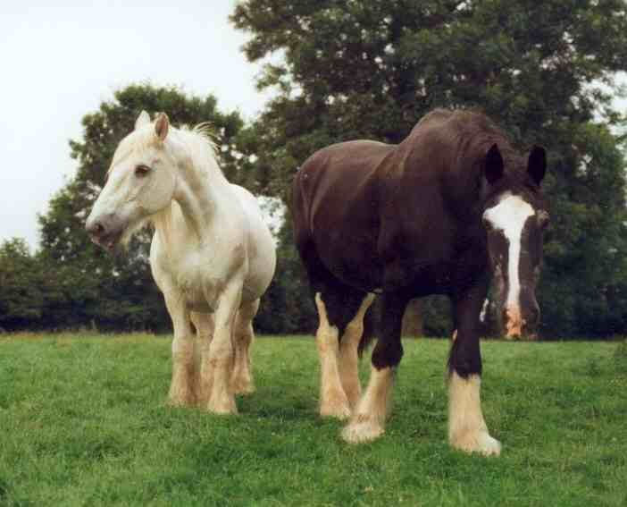 Goliath the the Guinness World Record Book Holder for the World's Tallest Shire Horse.