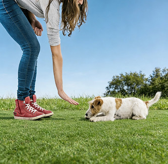 freepik__add-grass-blue-sky-and-trees-behind-the-dog-do-not__6599.jpeg
