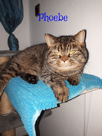 Phoebe